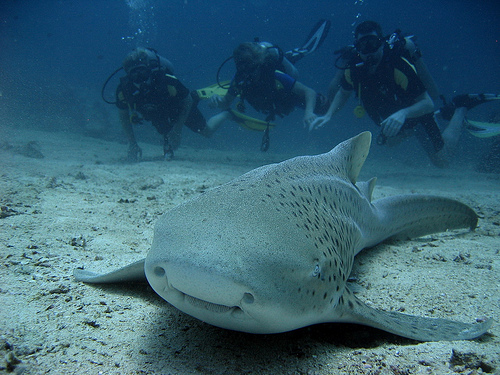 Krabi diving